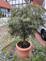 Olivenbaum Niedersachsen - Wunstorf Vorschau
