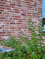 Sommerflieder lila Nordrhein-Westfalen - Rheda-Wiedenbrück Vorschau