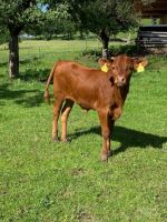 Texas Longhorn Kuhkalb reinrassig Herdbuch Bio Absetzer Bayern - Grünenbach Allgäu Vorschau