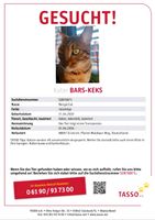 Bengal Katze/Kater vermisst Baden-Württemberg - Eriskirch Vorschau