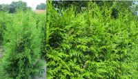 Thuja Brabant 160 bis 180 cm Lebensbaum Heckenpflanze Hecke Niedersachsen - Wietmarschen Vorschau