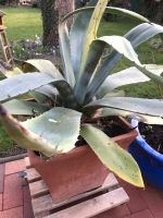 Agave im Topf Kreis Ostholstein - Malente Vorschau