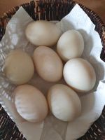 Peking Enten Eier zum Ausbrüten Güstrow - Landkreis - Gülzow-Prüzen Vorschau