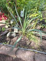 Tausche Yucca Filamentosa Palmlilie für draußen blüht weiß Dortmund - Lichtendorf Vorschau