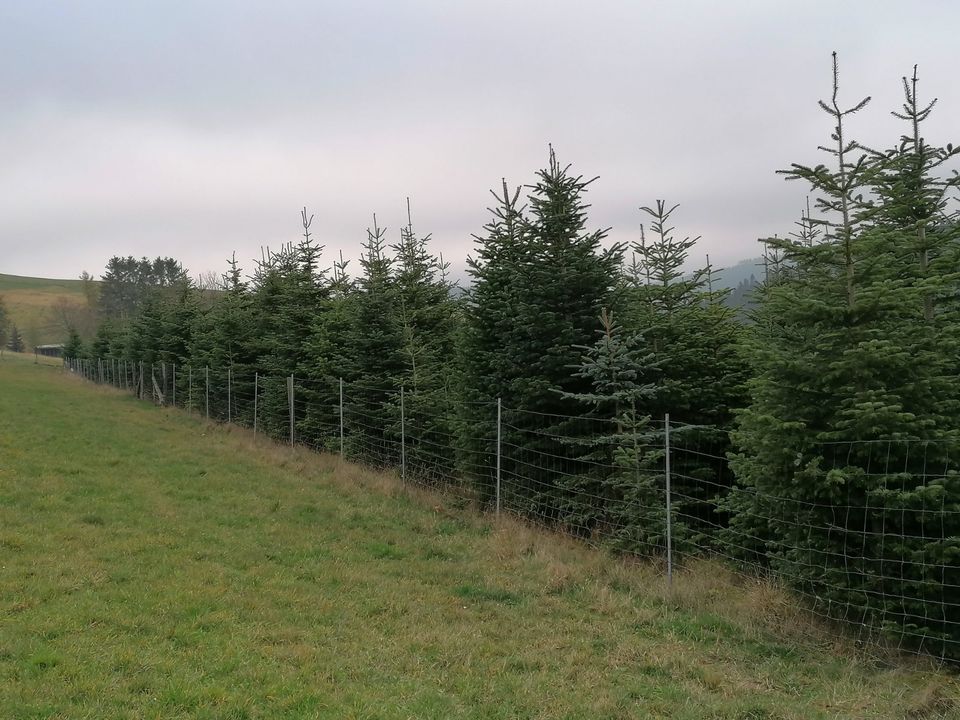 Nordmanntannen ab 2,8 Meter in Selbstwerbung zu verkaufen in Winterberg