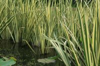 Teichbau Gartenteich Pflege Teichsanierung Koi Fischteich Mecklenburg-Vorpommern - Neubrandenburg Vorschau