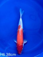 Koi D-Kohaku 38cm H6-81 Nordrhein-Westfalen - Wadersloh Vorschau