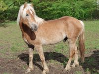 Zweijähriger Haflinger-Hengst "Niggel" Hessen - Fischbachtal Vorschau