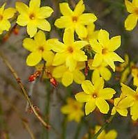 Winterjasmin Niedersachsen - Appel Vorschau