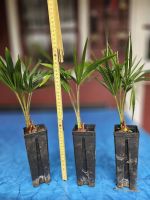 Drei für 10€, winterharte Hanfpalme (Trachycarpus Fortunei) Nordrhein-Westfalen - Moers Vorschau