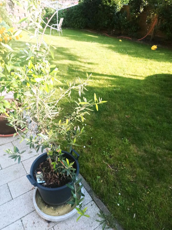 Olivenbaum Oliven 160 cm hoch in Oberhausen