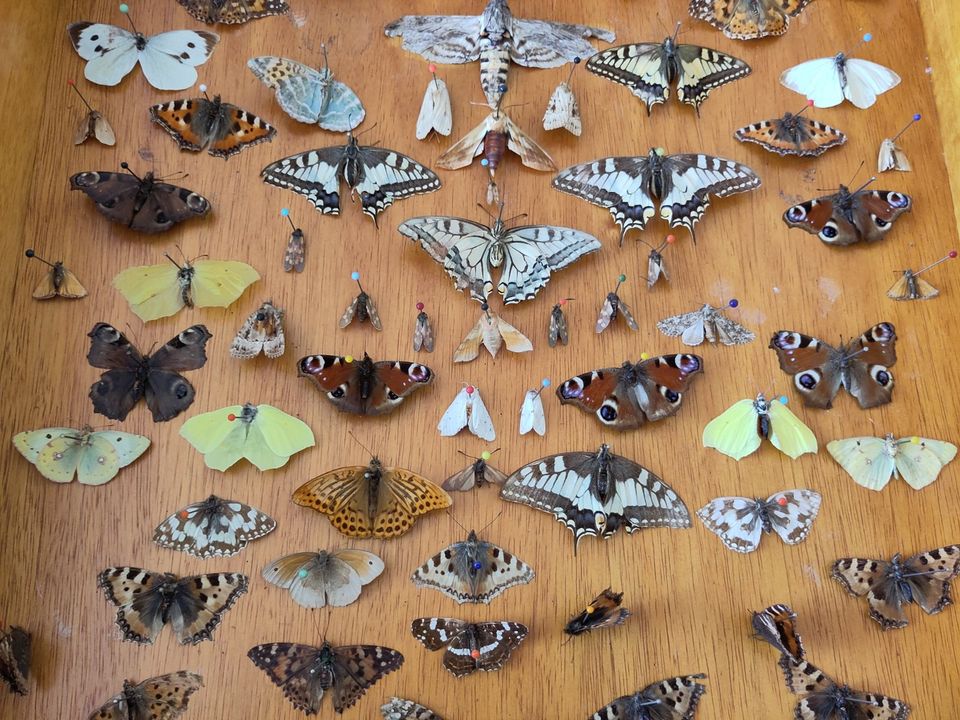 Entomologie Schmetterling / Falter Schaukasten aus Holz in Mannheim