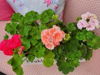 3x ROSENGERANIEN MUTTERPFLANZEN ASTRID ROSAL GERANIE PELARGONIE Kr. München - Riemerling Vorschau