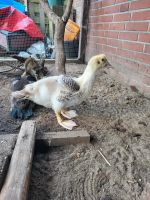 Warzenente Flugente Ente Erpel Küken Nordrhein-Westfalen - Velen Vorschau