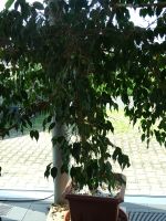 Ficus benjamini  sehr breit 2,10 m hoch Hessen - Dreieich Vorschau