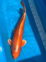 Orenji Ogon Konishi Koi - 4 Jahre - 57cm - female Niedersachsen - Lingen (Ems) Vorschau