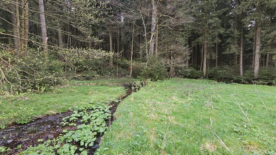 0,5 ha Waldgrundstück in Olbernhau