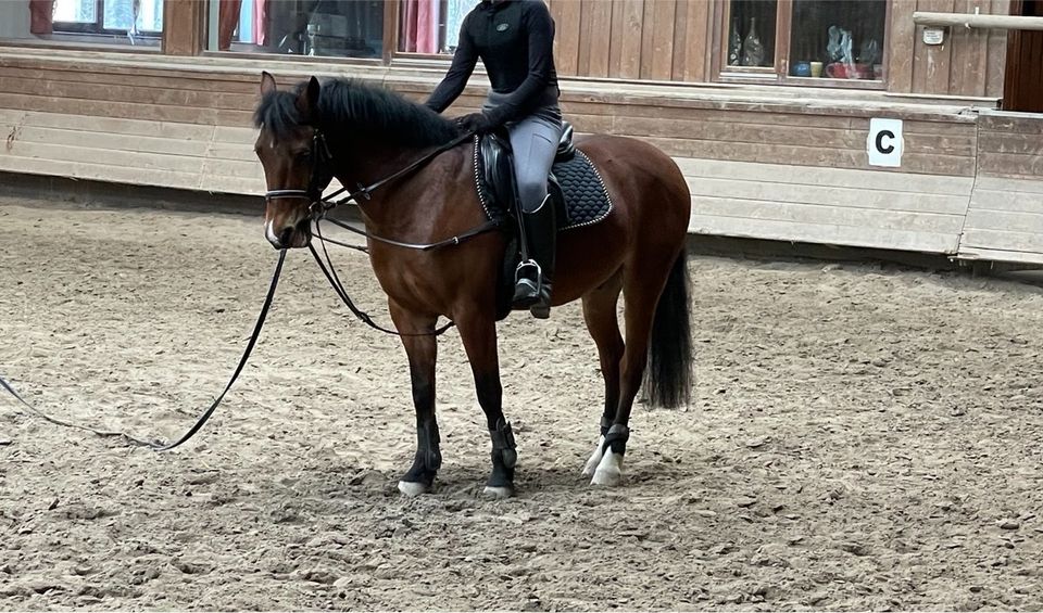 Freizeit Pony zu verkaufen in Ingelfingen