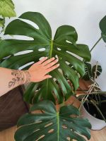 Wunderschöne Monstera deliciosa XXL Baden-Württemberg - Oberndorf am Neckar Vorschau