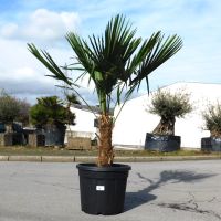 Winterharte Hanfpalme Trachycarpus Fortunei +/-45cm Stamm (Nr. 4) Nordrhein-Westfalen - Oberhausen Vorschau