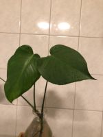 monstera deliciosa ableger Stuttgart - Feuerbach Vorschau