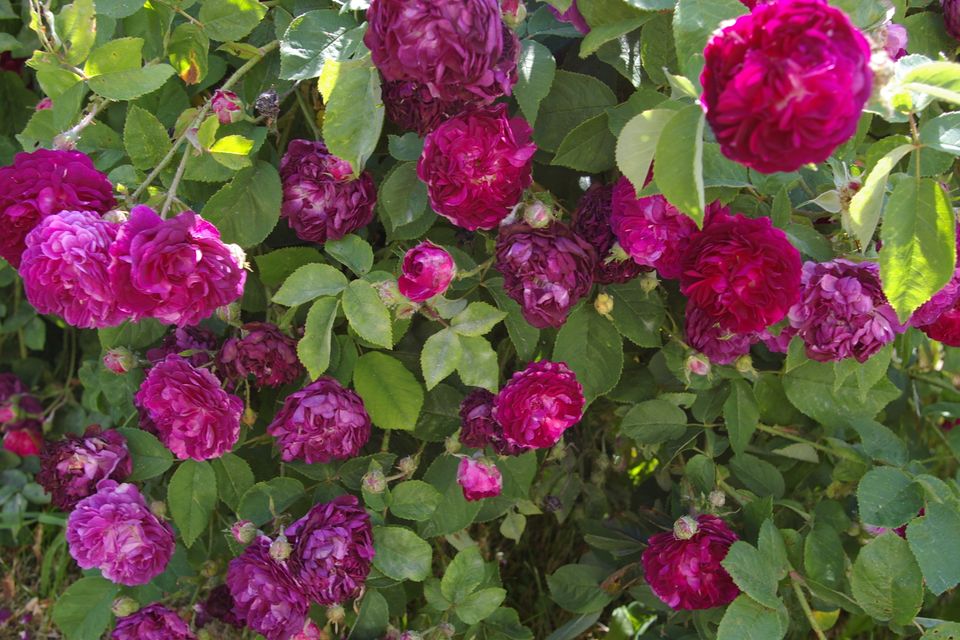 Rose Damascena Blümen Rosa Duftpflanze Ableger 20-25 cm groß in Bad Nauheim