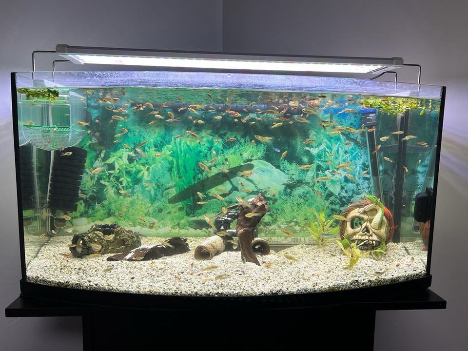 Aquarium 120l Angebot  ohne Fisch für in Hamburg