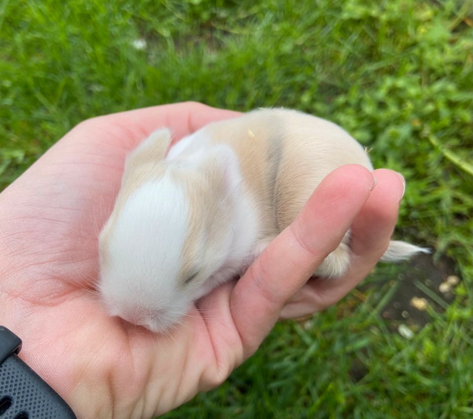 Zwergkaninchen Babys, Hasenbabys, Löwenköpfchen-Farbenzwerg in Postbauer-Heng