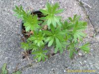 Waldmeisterpflanzen Niedersachsen - Hage Vorschau