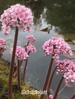 Teichpflanze Uferpflanze Darmera Schildblatt Niedersachsen - Haren (Ems) Vorschau