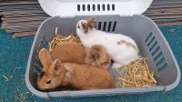 Junge Kaninchen Sachsen - Taucha Vorschau
