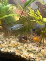 Blaue MickeyMouse Platys Bayern - Thannhausen Vorschau