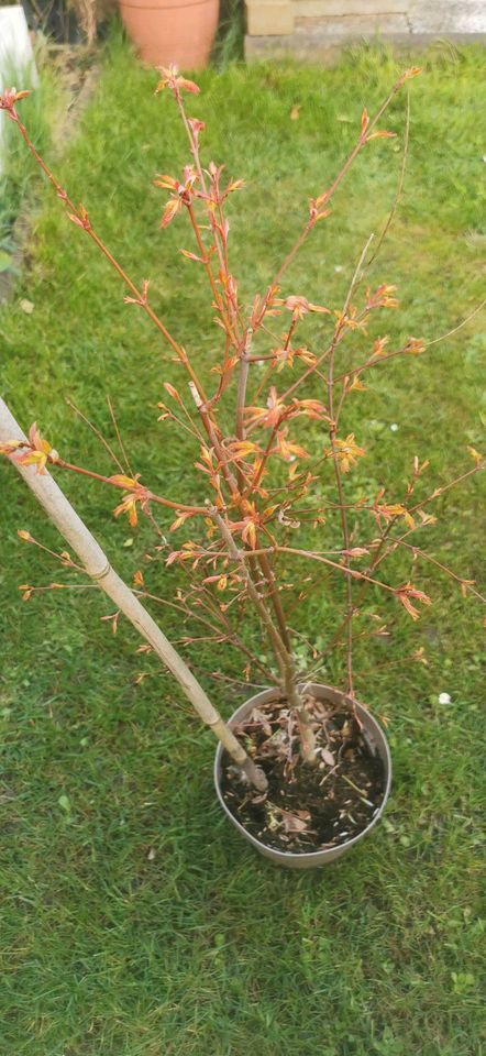 Pink-Roser Japanischer Ahorn, Acer Baum in Voerde (Niederrhein)