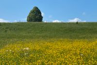 Wiese für Schäfchen gesucht Bayern - Prien Vorschau