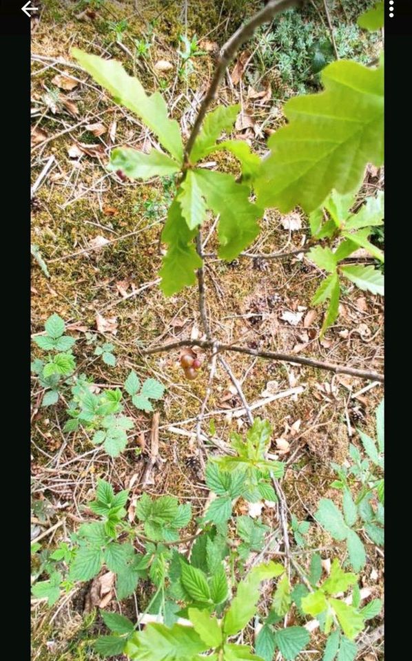 Aufforstung Anpflanzung Forst Wald Setzlinge Privatwald in Üxheim