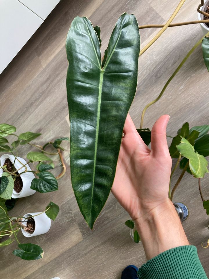 Ableger Philodendron Billietiae Zimmerpflanze in Bielefeld