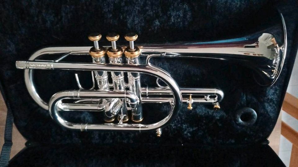 Stomvi Kornett Cornet Elite in Monzelfeld