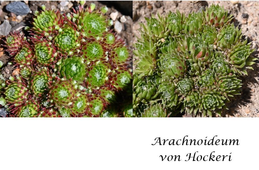 Sempervivum, Hauswurz, Dachwurz, Züchtersorten Angebot 2 in Dresden