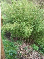 Bambus Gartenbambus gesund keine Rhizome Preis Hessen - Lautertal Vorschau