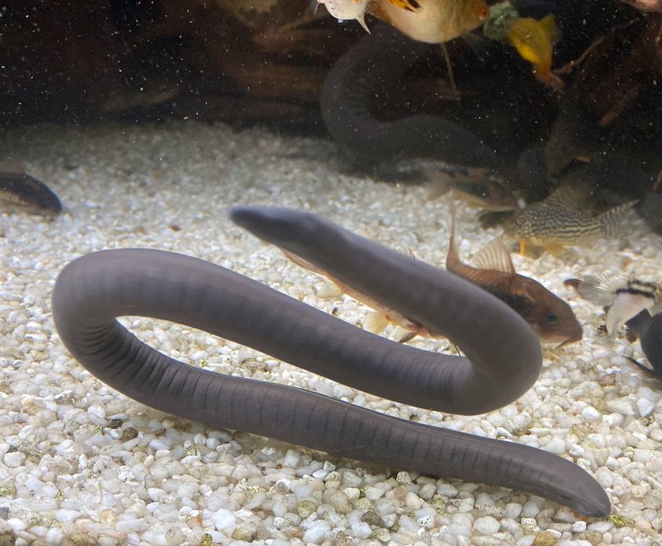 Schwimmwühle friedlich für jedes Becken ab 20cm SELTEN/Rarität in Essen