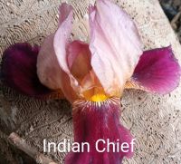 Schwertlilie Iris Indian Chief Bayern - Wallersdorf Vorschau