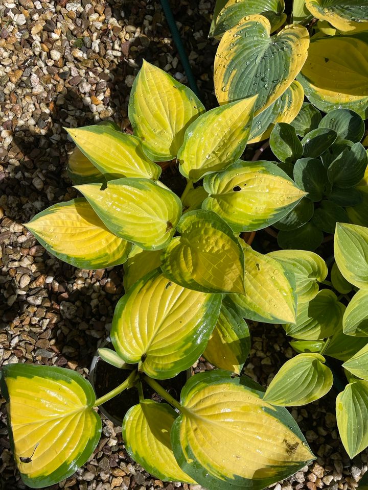 Funkie Hosta Orange Marmelade Stauden Pflanzen aus Bio in Wesel