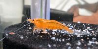 Orange Sakura Garnelen, Neocaridina Bayern - Bamberg Vorschau