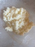 Kefir Pilz , Milchkefir Baden-Württemberg - Weinheim Vorschau