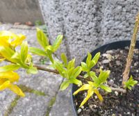 Forsythia variegata ☆ Goldglöckchen Rheinland-Pfalz - Hauptstuhl Vorschau