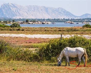 ***TRAUMHAFTER FERIENBUNGALOW IN SARDINIEN - SAN TEODORO **** in Speyer