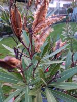 Oleander Samen rosa Bayern - Flossenbürg Vorschau