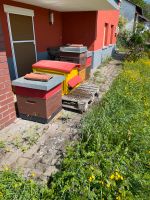 Dadant Ableger / Bienenvolk Hessen - Schotten Vorschau