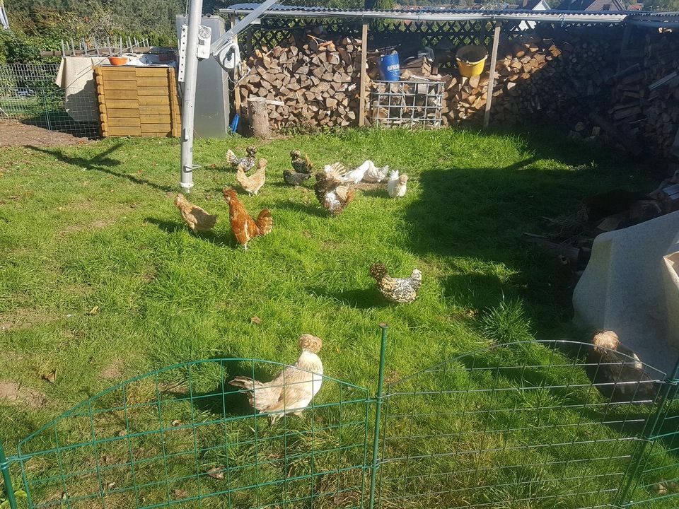 20 paduaner Eier, Bruteier , Hühner in Illingen