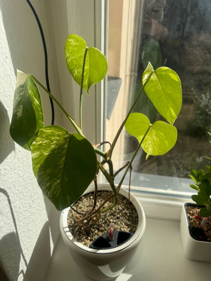 Monstera variegata,  ganze Pflanze in Berlin